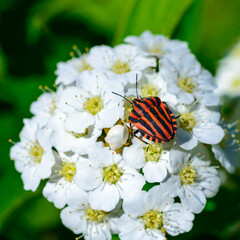 Italian striped bug (Graphosoma italicum), red bug with black stripes
