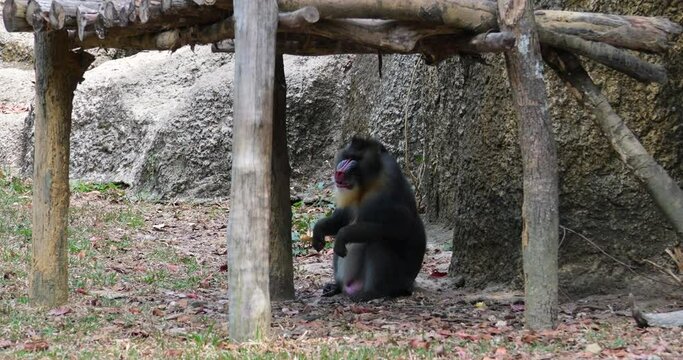 Male mandrill Mandrillus sphinx sits at the fence in the zoo and eats the grass, big colorful primate