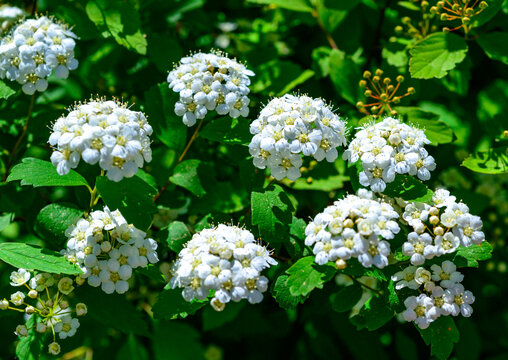 Reeves Spirea