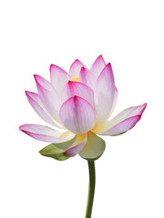 Isolated PNG Lotus Flower, GENERATIVE AI