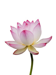 Isolated PNG Lotus Flower, GENERATIVE AI