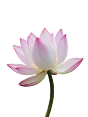 Isolated PNG Lotus Flower, GENERATIVE AI