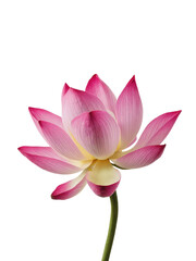 Isolated PNG Lotus Flower, GENERATIVE AI