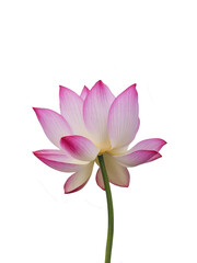 Fototapeta premium Isolated PNG Lotus Flower, GENERATIVE AI