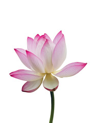 Isolated PNG Lotus Flower, GENERATIVE AI