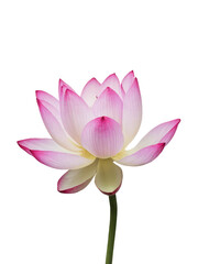 Isolated PNG Lotus Flower, GENERATIVE AI