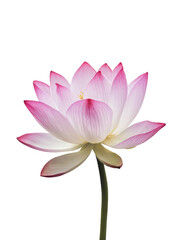 Isolated PNG Lotus Flower, GENERATIVE AI