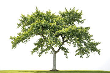 Obraz premium tree isolated on white background
