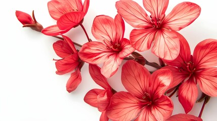 RED FLOWERS. png