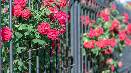 Fototapeta premium Red roses growing through black metal fence. Vibrant flowers and green leaves creating a colorful and natural contrast
