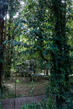 Dschugel-Camp auf Borneo