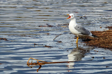 Yew Gull sounds off