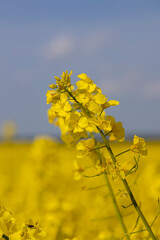 Obraz premium a monoculture of rapeseed during flowering with yellow flowers