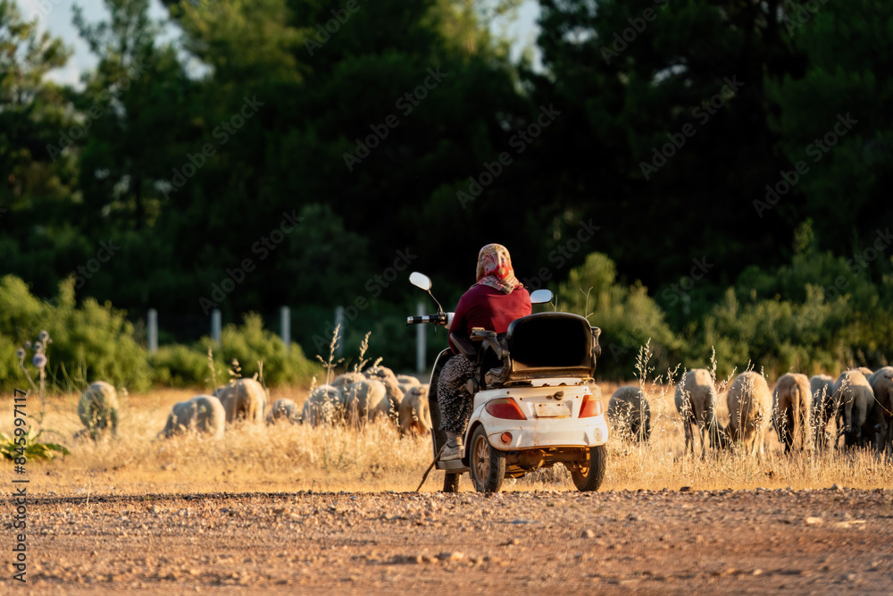 Wall mural Mobilised shepherdess. Shepherdess on motorbike and flock of sheep