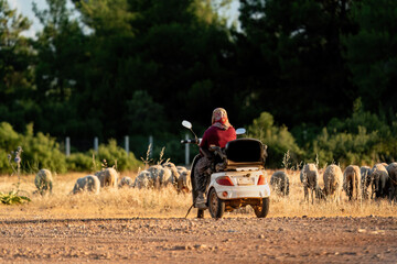 Obraz premium Mobilised shepherdess. Shepherdess on motorbike and flock of sheep