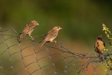 Sparrows perched on the wires