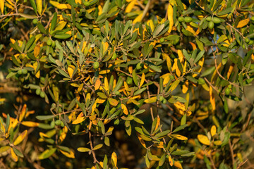 Disease in the olive tree. Olive leaf spot is a fungus with the scientific name Spilocea Oleagina