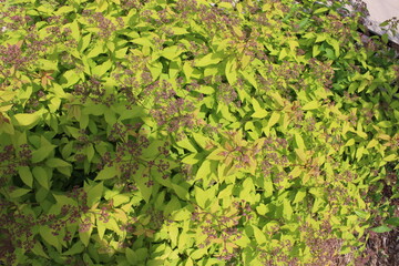 green moss on the ground