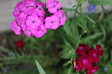 pink flowers in the garden
