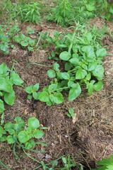 lettuce growing in the garden