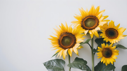 SUNFLOWERS. png