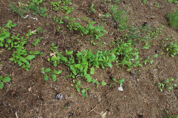 vegetable garden in the garden