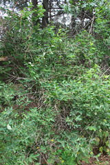 green moss in the forest