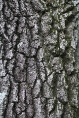 bark of a tree