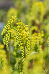 Gold drop (umbilicus oppositifolius) flowers in bloom