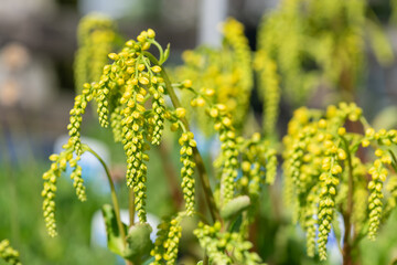 Gold drop (umbilicus oppositifolius) flowers in bloom