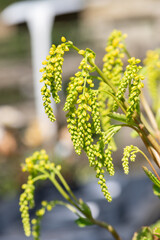 Gold drop (umbilicus oppositifolius) flowers in bloom