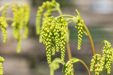 Gold drop (umbilicus oppositifolius) flowers in bloom