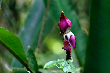Blüte einer Pflanze im Dschunel von Borneo