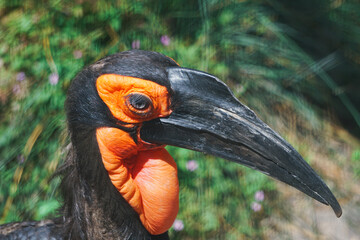 Close up of a hornbill © niklas storm