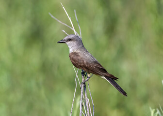 A Western Kingbird photographed in side profile at close range in a natural green habitat.