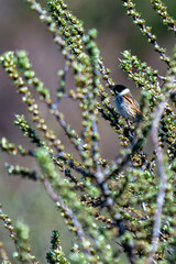 Reed Bunting (Emberiza schoeniclus) - Commonly Found in Europe and Asia