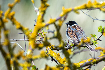 Reed Bunting (Emberiza schoeniclus) - Commonly Found in Europe and Asia