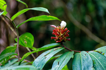 Blüte im Dschungel von Borneo