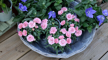 plante chez le fleuriste