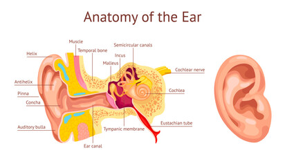 Ear cochlea. Ears anatomy diagram, human auditory system inner organ hear structure stapes vestibular auditory nerve tympanic membrane medical chart, ingenious vector illustration