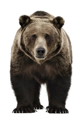 Fototapeta premium Isolated PNG Grizzly Bear Wildlife, GENERATIVE AI
