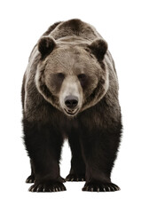 Fototapeta premium Isolated PNG Grizzly Bear Wildlife, GENERATIVE AI