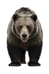 Fototapeta premium Isolated PNG Grizzly Bear Wildlife, GENERATIVE AI