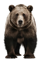 Fototapeta premium Isolated PNG Grizzly Bear Wildlife, GENERATIVE AI