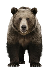 Fototapeta premium Isolated PNG Grizzly Bear Wildlife, GENERATIVE AI