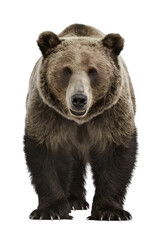 Fototapeta premium Isolated PNG Grizzly Bear Wildlife, GENERATIVE AI