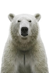 Fototapeta premium Isolated PNG Bear Wildlife, GENERATIVE AI