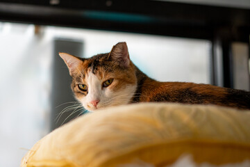 Cat sitting in a cat bed, looking down at the viewer