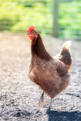Chicken walking with one leg raised, on a farm