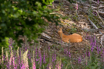 Fototapete bei efototapeten.de bestellen   